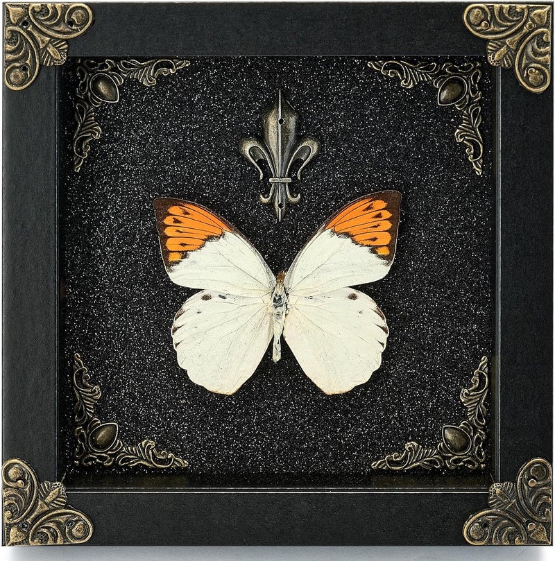 GDBEH Real Butterfly Framed Handmade - Taxidermy Butterfly Shadow Box - Real Framed Butterflies in a Box for Gothic Home Decor Aesthetic. (Hebomoia glaucippe) - Image 1